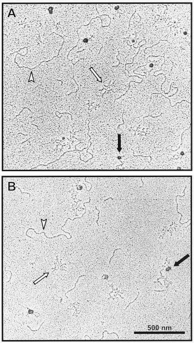 FIG. 8.