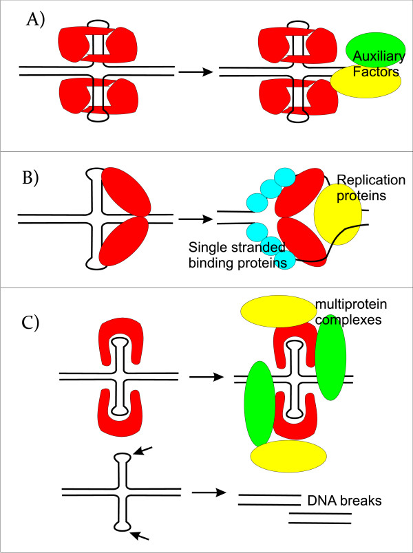 Cruciform structures are a common DNA feature important for regulating ...