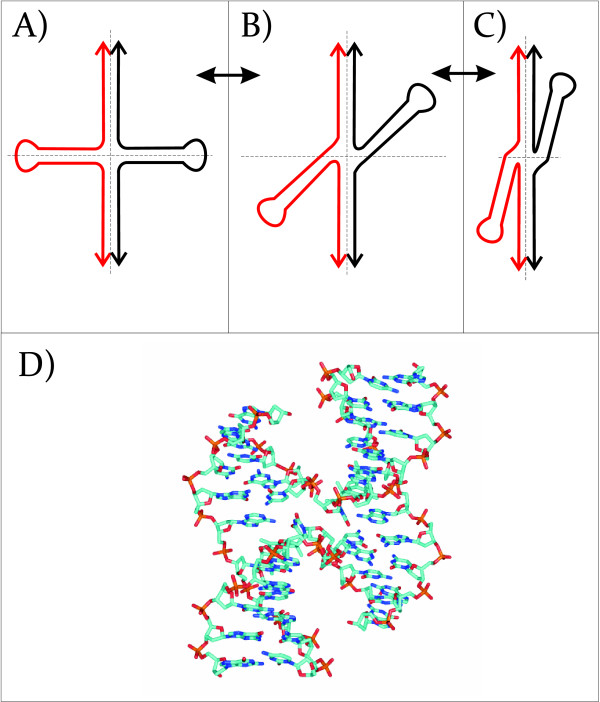 Cruciform structures are a common DNA feature important for regulating ...