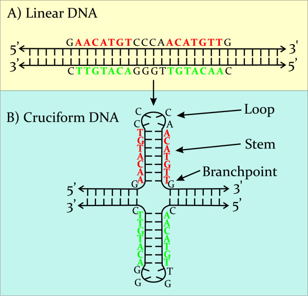 Cruciform structures are a common DNA feature important for regulating ...