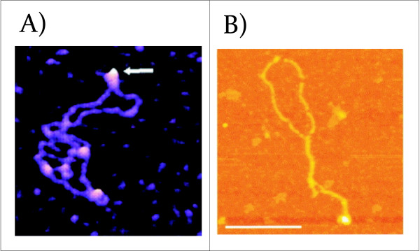 Cruciform structures are a common DNA feature important for regulating ...