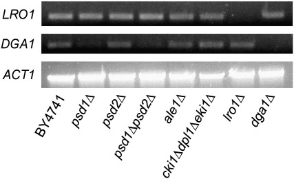 Fig. 4