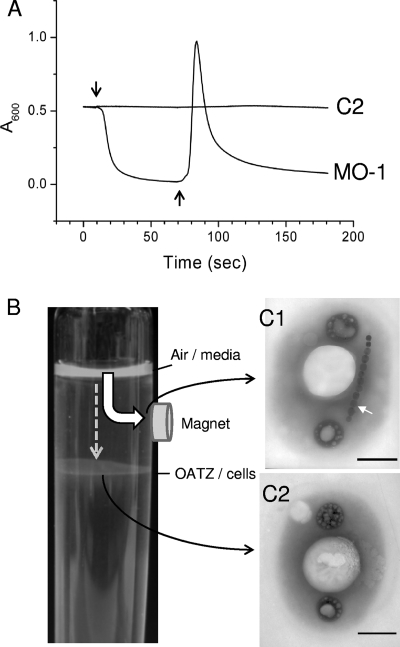 FIG. 2.