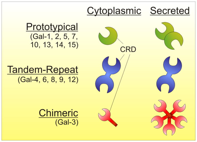 Galectin structural motifs