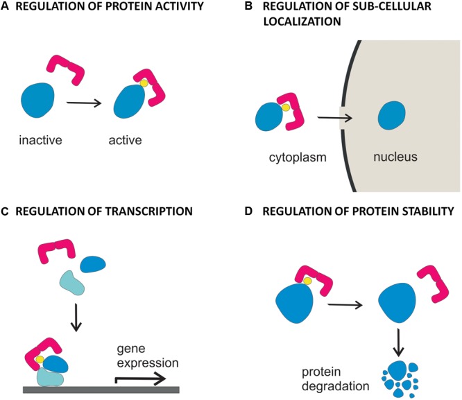 FIGURE 2