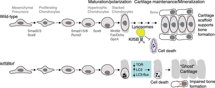 Fig 8