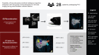 Graphical abstract