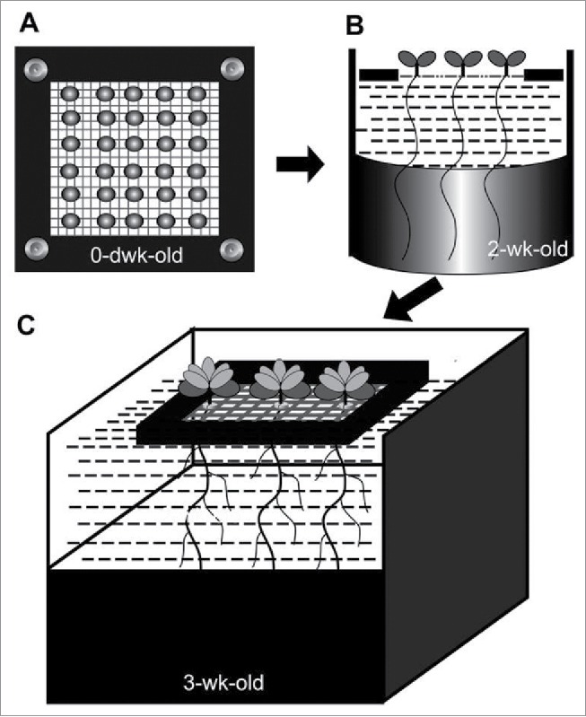 Figure 1.