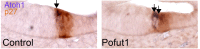 Figure 4—figure supplement 1.