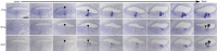 Figure 1—figure supplement 1.