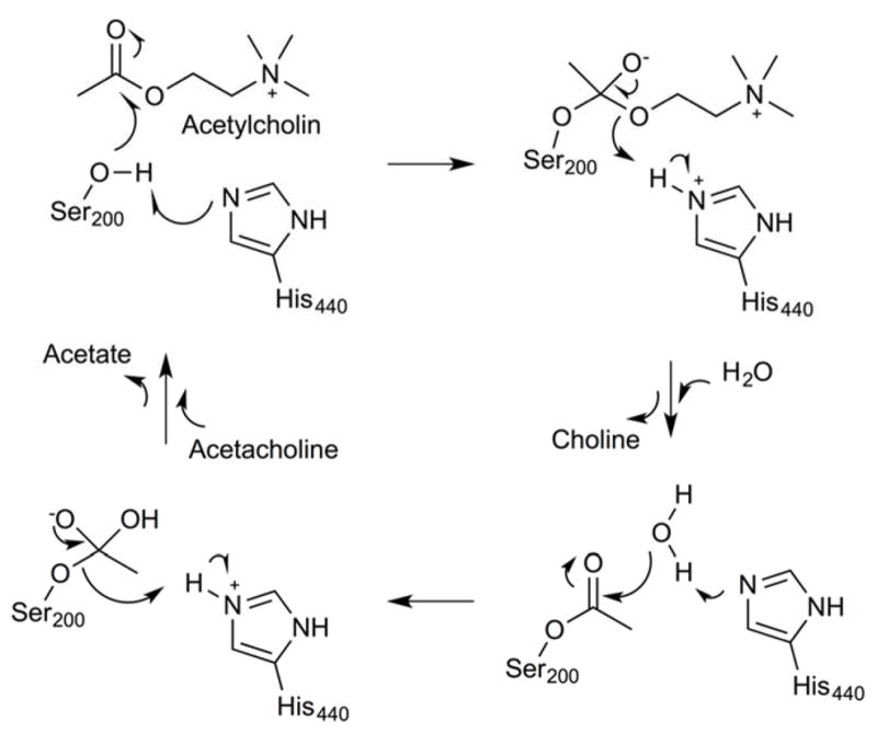 Fig. 24