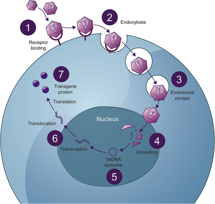 Figure 2