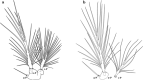 Fig. 28