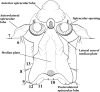 Fig. 6