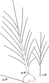 Fig. 61