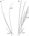 Fig. 54