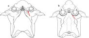 Fig. 37