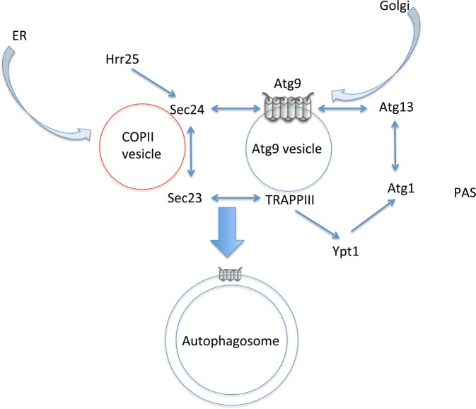 Figure 2.