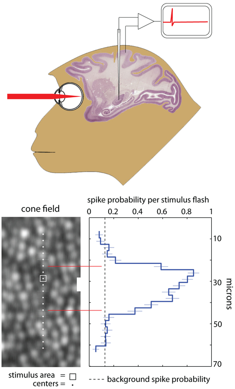 Figure 11: