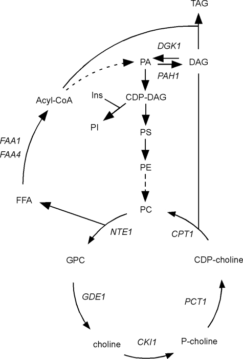 FIGURE 1.