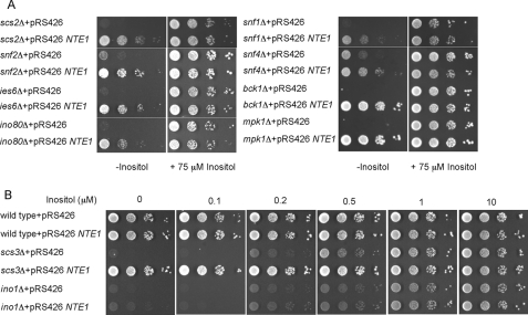 FIGURE 4.