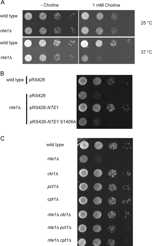 FIGURE 2.