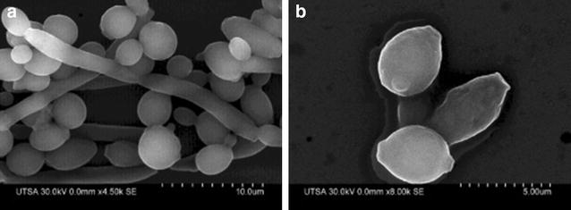 Fig. 6