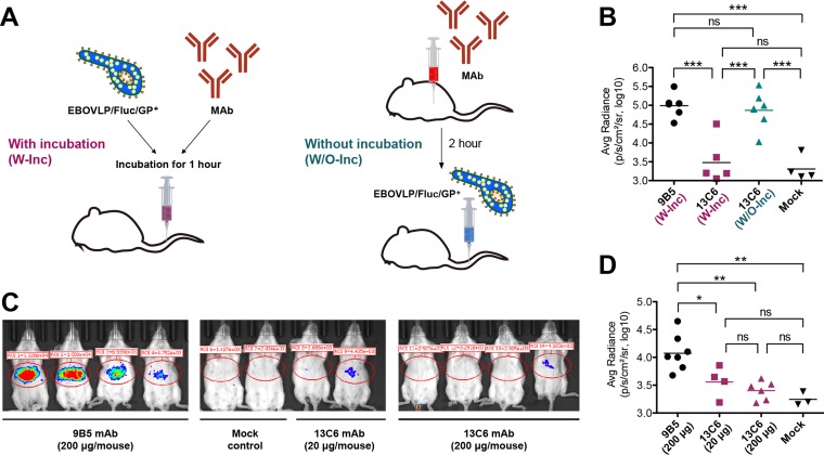 FIG 6