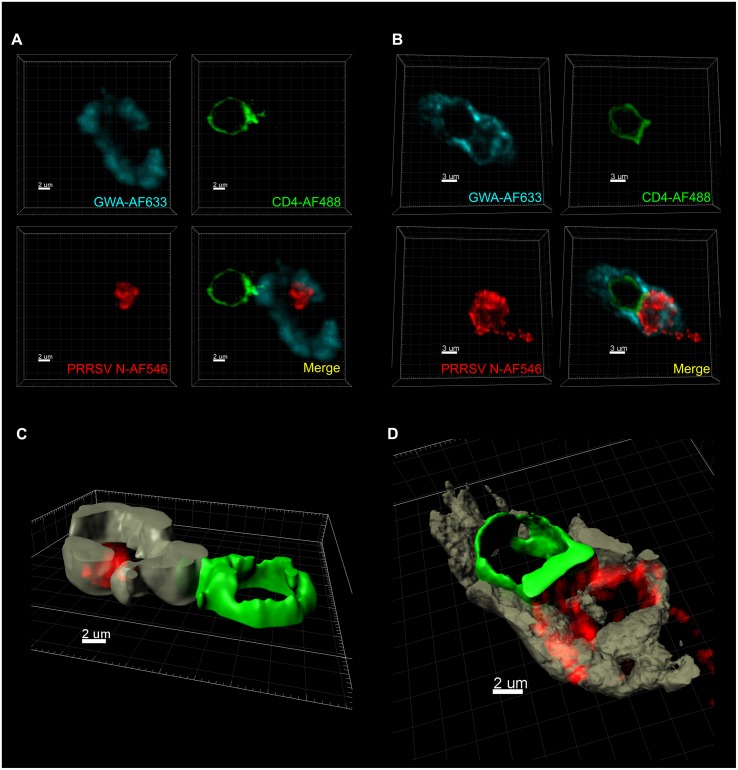 FIGURE 6