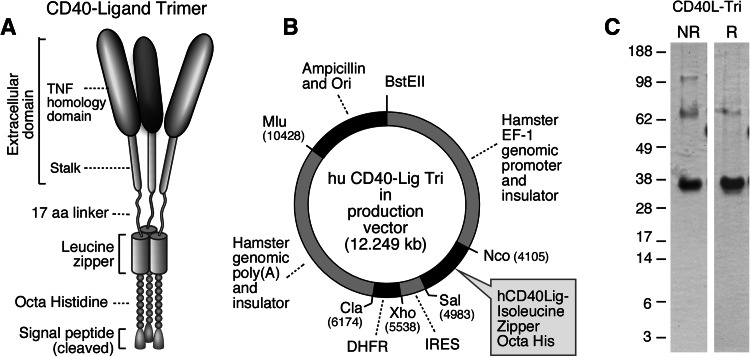 Fig. 1