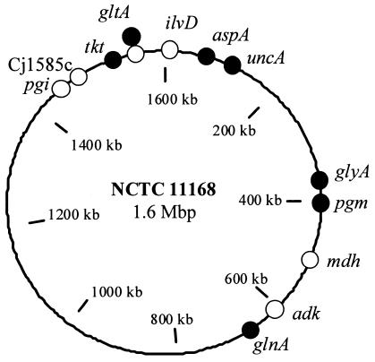 FIG. 1.