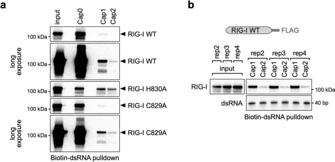 Extended Data Fig. 8