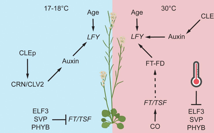 Figure 7.