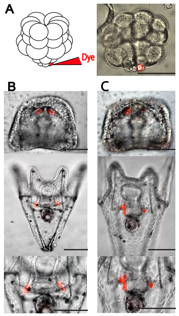 Fig. 5.