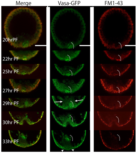 Fig. 4.