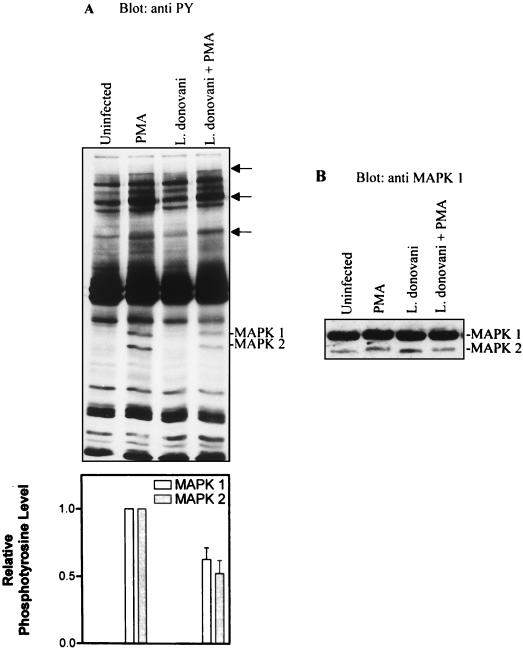 FIG. 1