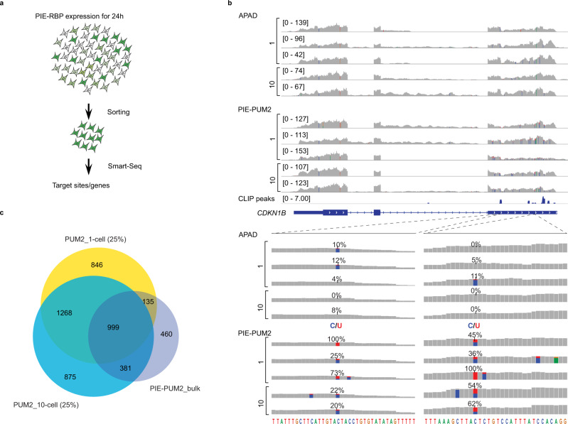 Pie-seq: Identifying Rna-binding Protein Targets By Dual Rna-deaminase 