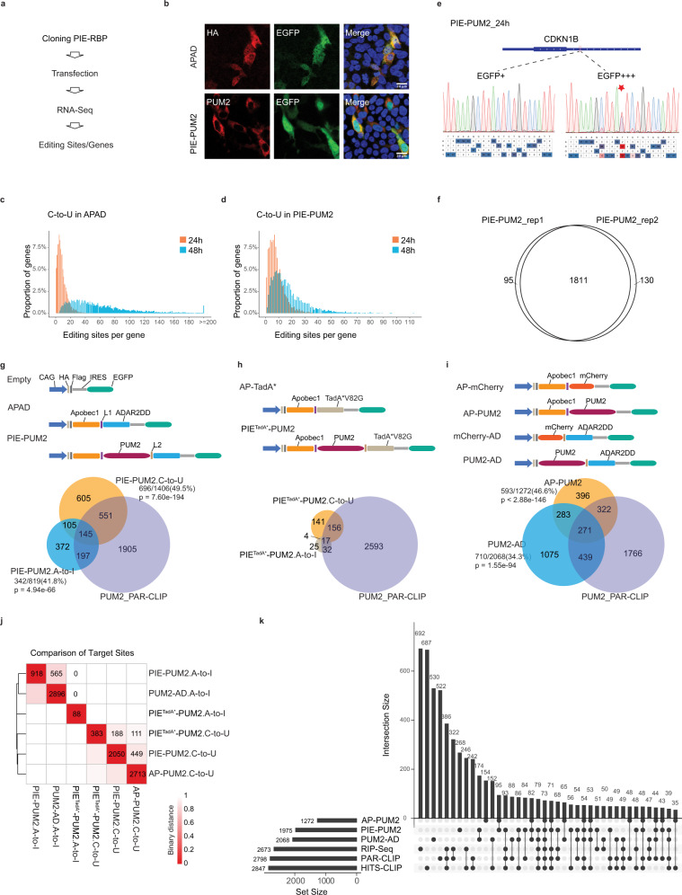 Pie-seq: Identifying Rna-binding Protein Targets By Dual Rna-deaminase 