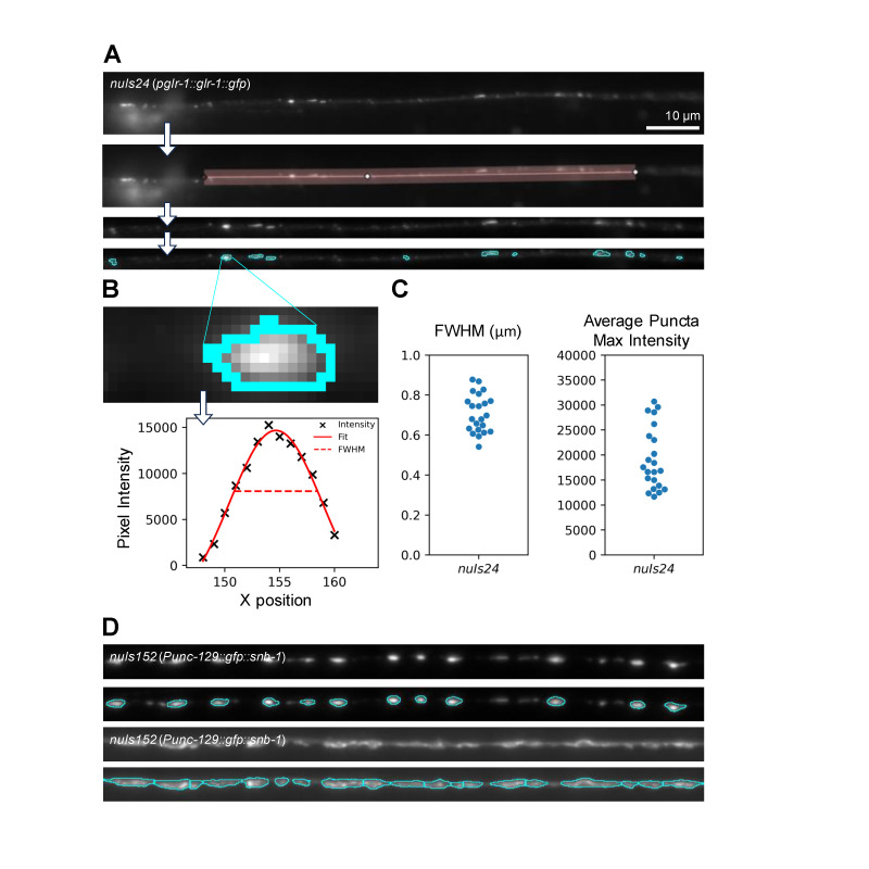 Figure 1. Identification and analysis of puncta using Fiji.