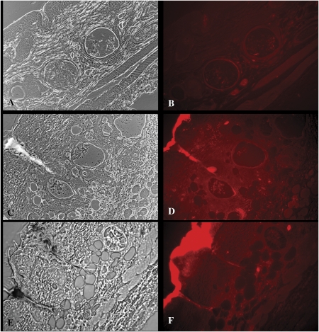 FIG. 5.