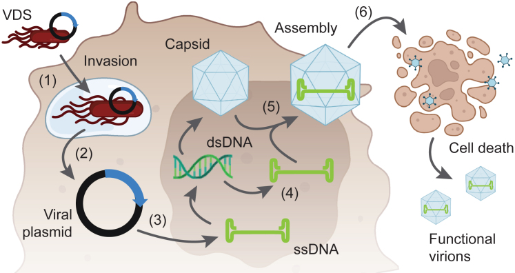 Figure 1