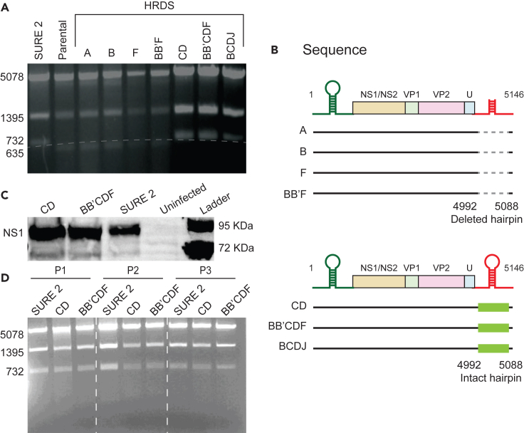 Figure 4