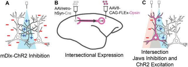 graphic file with name nihpp-2025.06.18.660378v2-f0001.jpg