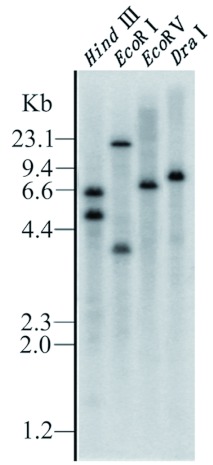 Figure 4. 