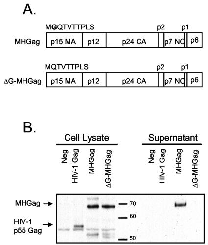 FIG. 1.