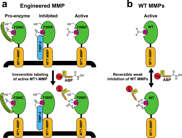 Figure 1: