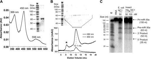 FIGURE 9.