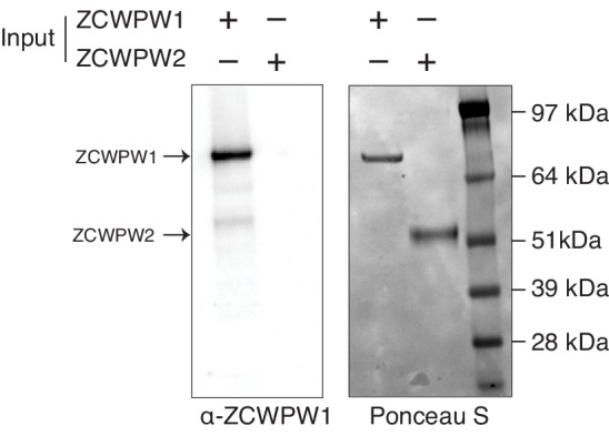 Figure 1—figure supplement 2.