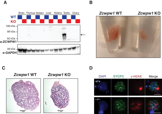 Figure 5—figure supplement 1.