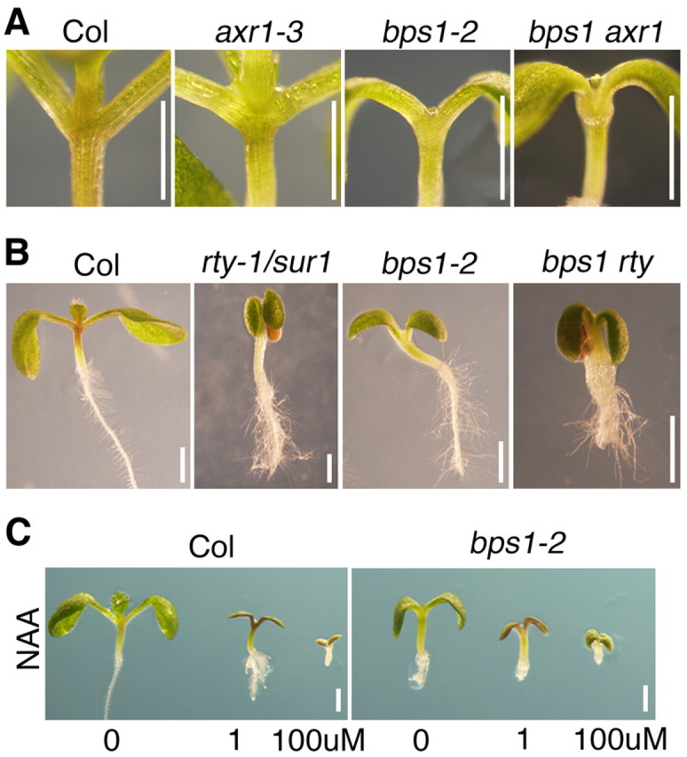 Fig. 8.